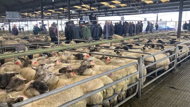 Pics and prices: Sharp trade for heavy lambs at Athenry