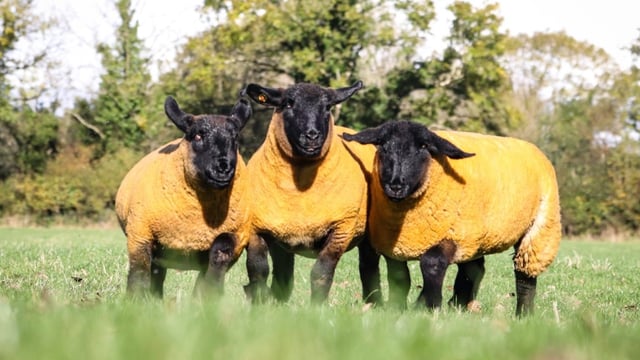 Inaugural sale of in-lamb pedigree Suffolks set for Athenry
