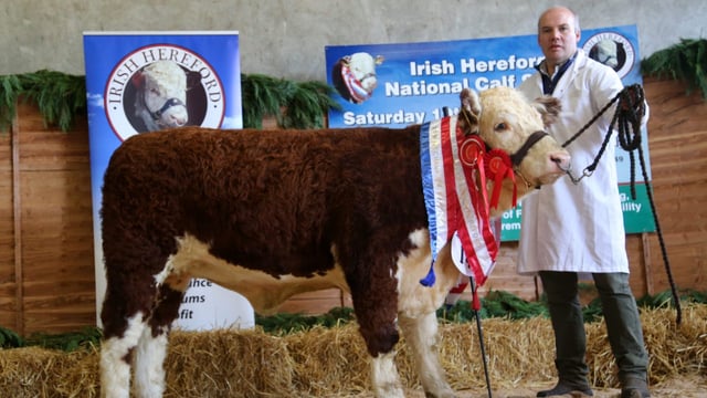 National Hereford Calf Show and 'Genetic Gems' sale this weekend