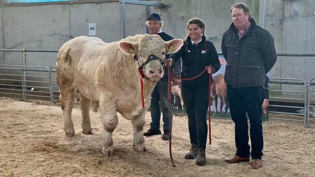 Average sale price crosses €4,000 at Charolais bull sale