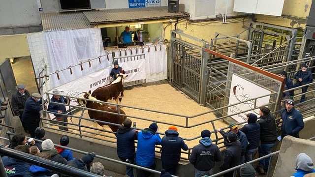 Video: Cork breeder pays €22k for Kerry-bred Hereford heifer