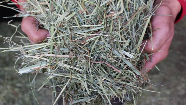 What do your calves need for rumen development?