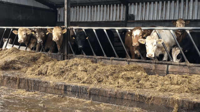 Factory quotes: Beef trade showing signs of firming up
