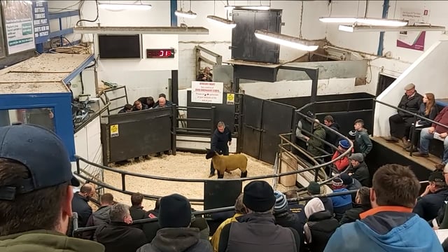 West of Ireland Suffolk club female sale tops €2,000 in Athenry