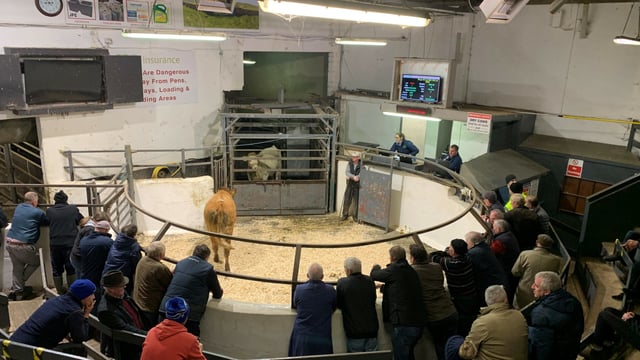Mart report: Weanling bulls and heifers in Carnaross
