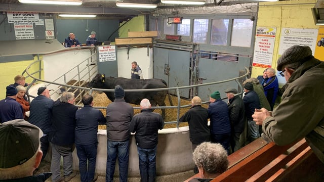 Mart report: Is there ‘good-value’ cattle to be bought?