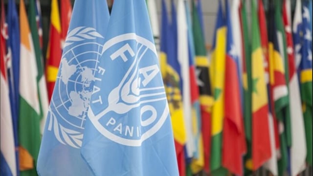 FAO: Food insecurity the 'new normal' since Covid-19