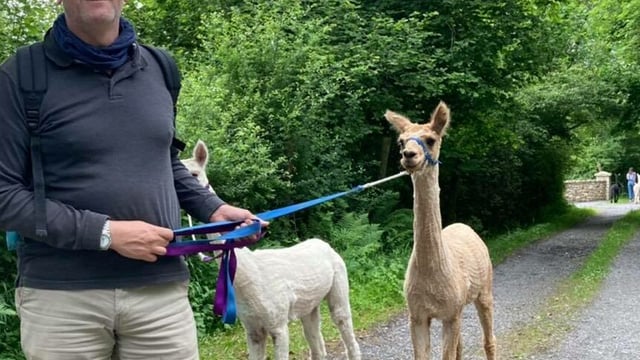 Roscommon Dexter cattle and alpaca farmer joins FFN