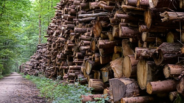 HSA launches forestry inspection campaign