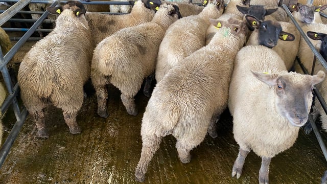 Sheep trade: Factories moving prices up and down