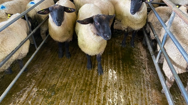 Sheep trade update: Lamb prices edge up another 10c/kg