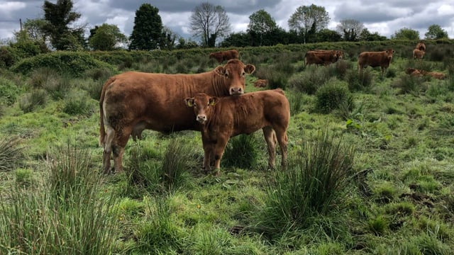 New report suggests €1,350/cow payment to cut suckler numbers