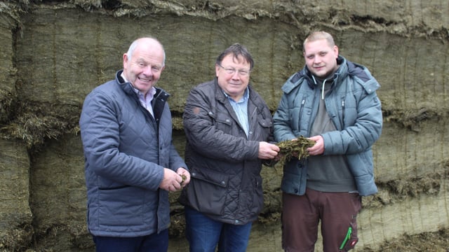 How to avoid the build-up of mycotoxin contamination in grass silage