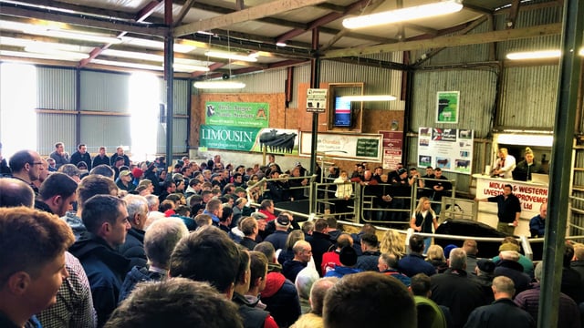 Video: Sale of 420 cattle gets underway at Winter Fair in Carrick