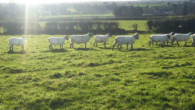 How to qualify for the Sheep Improvement Scheme