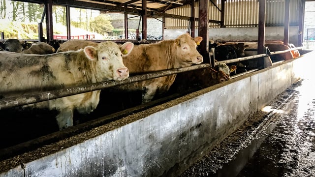 Irish beef price at 'furthest ever' level behind EU price