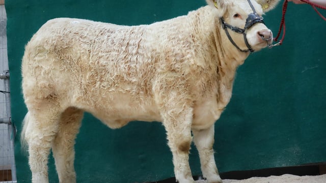 115 Charolais heifers catalogued for society sale this Saturday