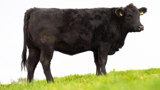Pedigree Aberdeen Angus heifer star prize in memorial raffle