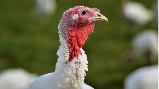 UK taskforce recommends 'targeted' bird flu vaccination trial in turkeys 