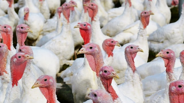 An Bord Pleanála grants permission for poultry sheds in Donegal
