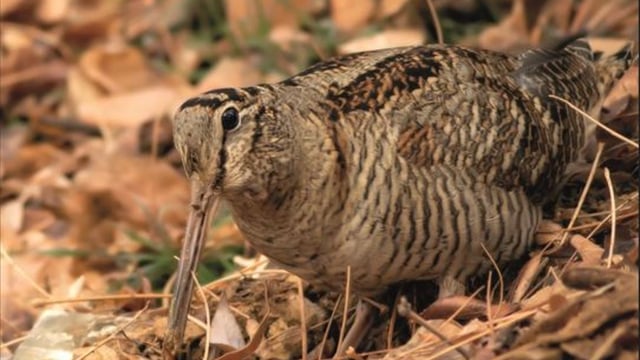 Decline in woodcock numbers likely due to habitat loss - GWCT