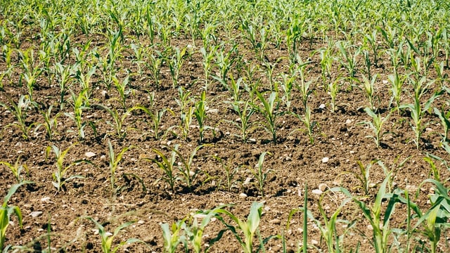 CSO: Fertiliser prices up by 122% in a year