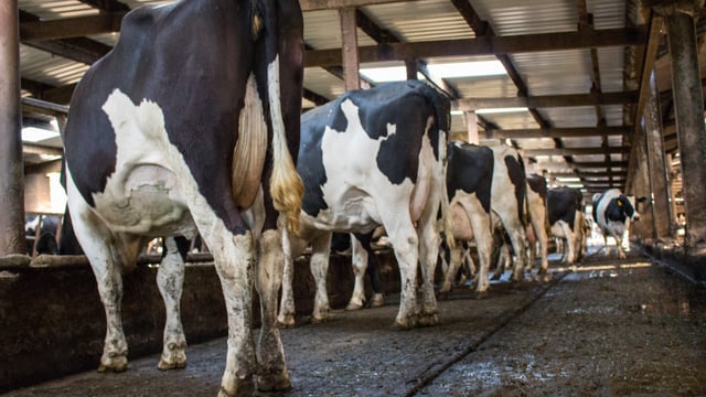 Moorepark: Dairy sustainability in the face of challenges