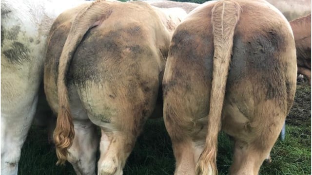 Number of 'overage' bullocks falls by 54% in past 11 years