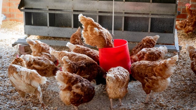 Bird Flu: Minister announces housing order for poultry