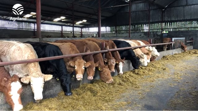 Over 44,000 additional cows slaughtered to date this year