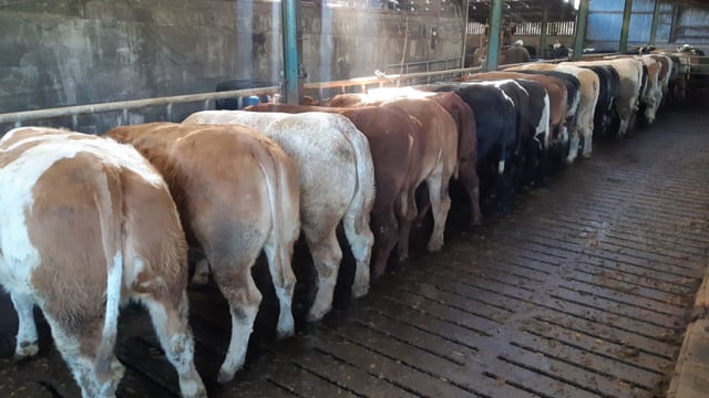 Factory quotes: Beef price moves up again this week
