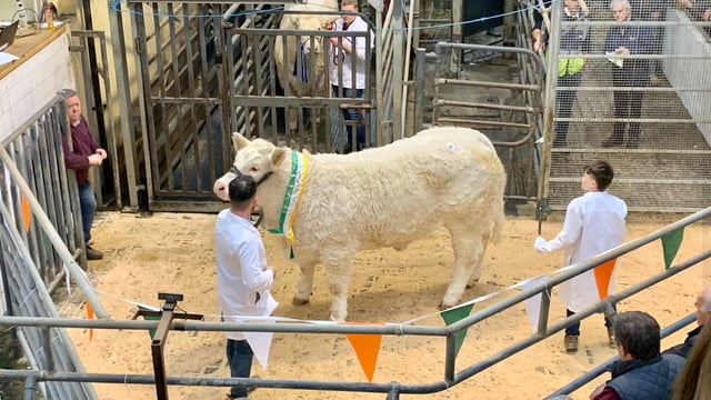 Cavan-bred heifer gets top price at Tullamore Charolais sale