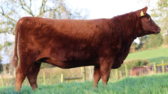 Red Lexi sells for €6,200 at Lisduff on-farm Angus sale