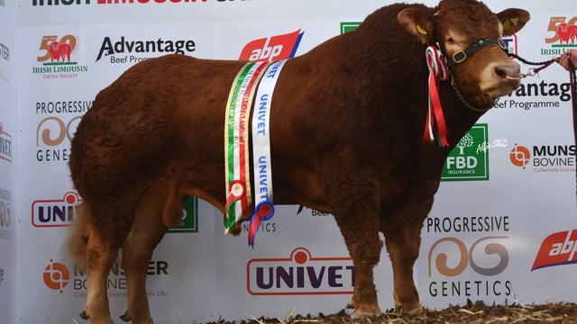 Limousin Premier Show and Sale set for Roscrea tomorrow