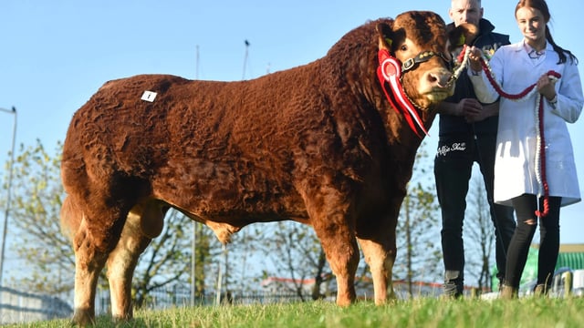 Kerry and Antrim buyers secure €9,000 'Limo bulls' at society sale