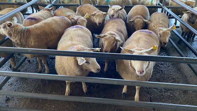 Sheep kill: Supplies tighten as throughput drops below 60,000
