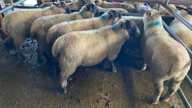 Sheep trade: Trade continues to head in right direction