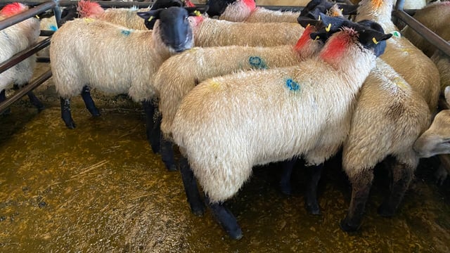 Sheep kill: Supplies fall further