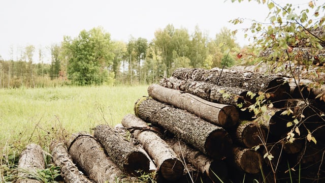 Forestry Programme: New rates must apply to trees planted now