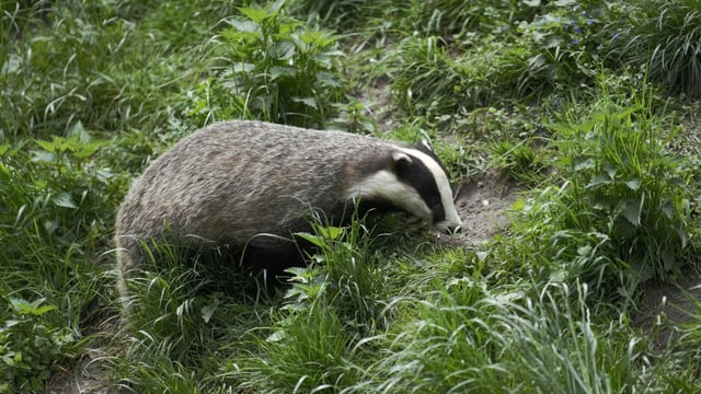 Badgers with worm infections more likely to have TB - study