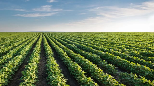 Could regenerative agriculture be the way forward?