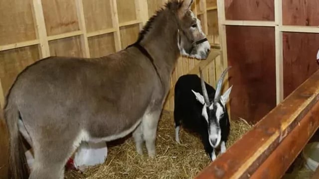 Live animal crib to go ahead at new location in Dublin