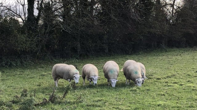 Clean Livestock Policy back in focus