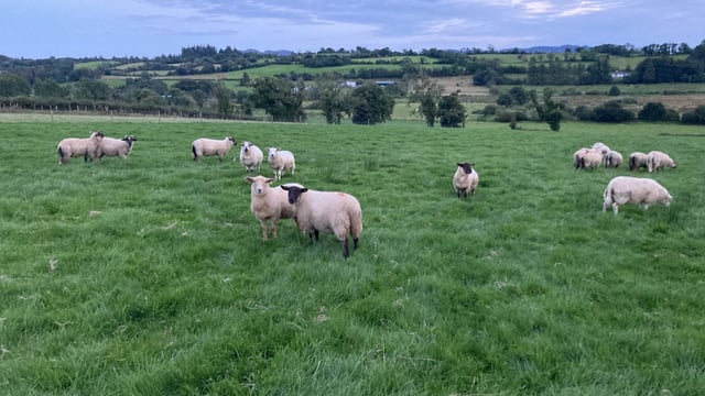 Lamb price-gap widens from this time last year