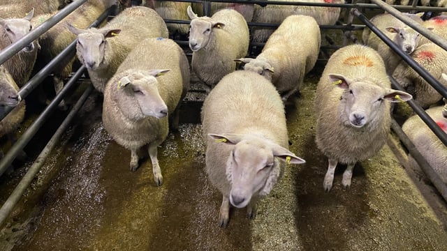 Sheep trade: Lamb prices increase 10c/kg