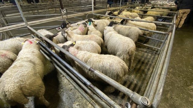 Lamb prices improve by a minimum of €5/head at marts