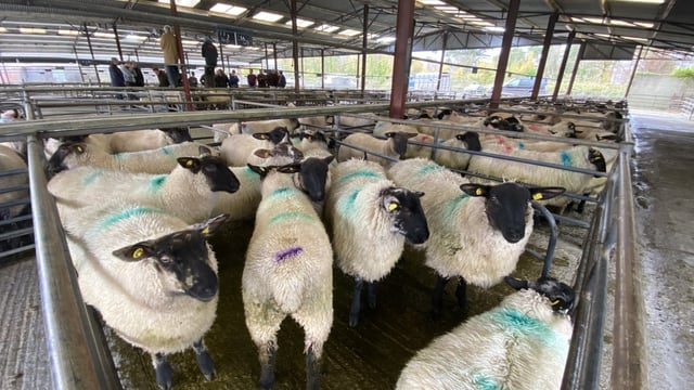 Pics and prices: Heavy lambs top €151/head at Loughrea