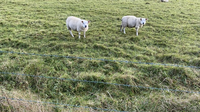 Processors slow to move up weight limits for lambs in NI