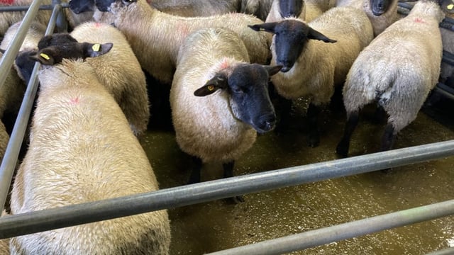 Prices continue to rise, but 'dirty lambs' still an issue