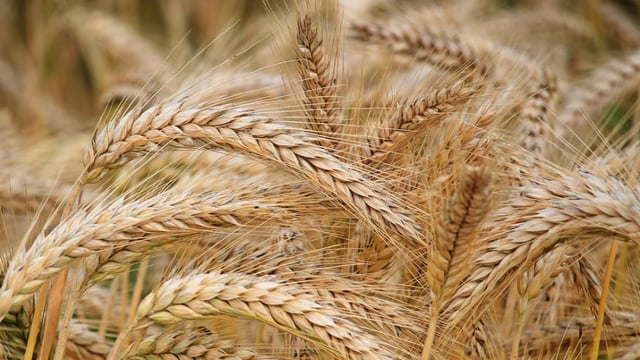 FAO food price index rises after grain deal termination